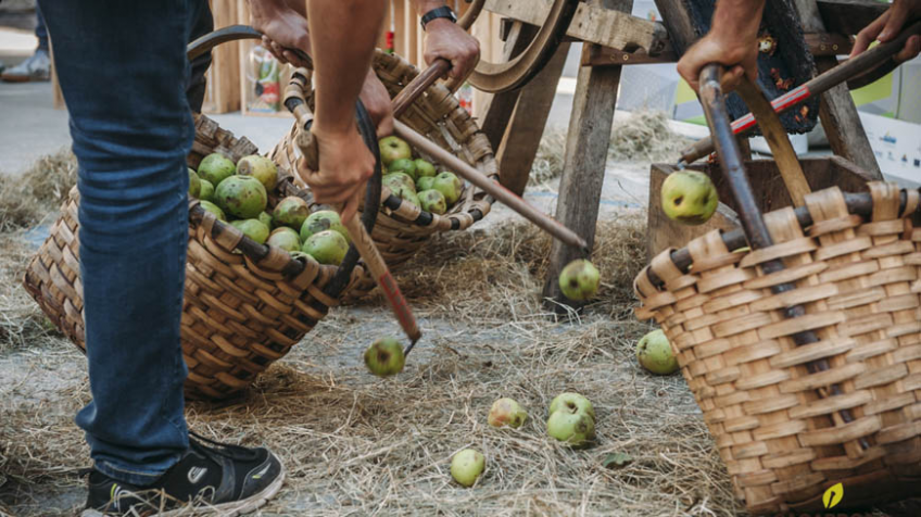 Apple Harvest 2020